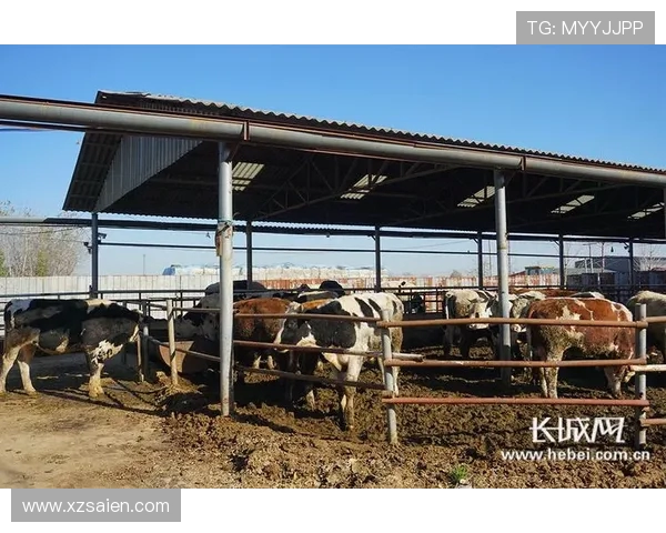 九台农商银行打造普惠金融新格局助力乡村振兴与地方经济高质量发展